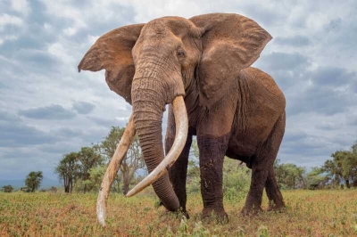 В Замбии на автомобиль с туристами напал разъярённый слон